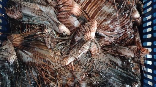 Realizan competencia de captura de pez león en Toro. Realizan competencia de captura de pez león en Toro.