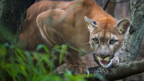 Un hombre sofoca a un puma hasta matarlo en Colorado