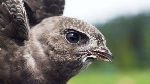 El vencejo bate el récord de vuelo sin escalas: 10 meses sin posarse