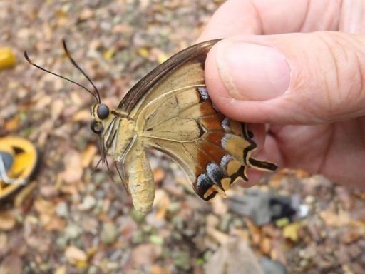 Hallan en EEUU una hembra de rara mariposa que temían extinguirse