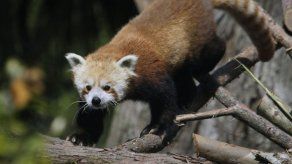 Encuentran a salvo a panda rojo que escapó de zoológico