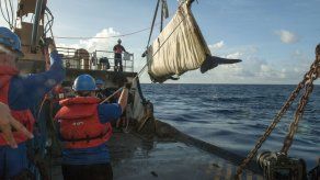 Ballena piloto rescatada en Florida fue rehabilitada y devuelta al mar