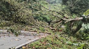 Ministerio de Seguridad reporta tala ilegal en Bocas del Toro