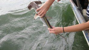 Pescadores amenazan a tiburones hembra preñadas en Punta Chame