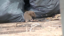 ¿Qué es el hantavirus? ¿Qué es el hantavirus?