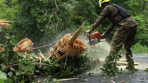 Estamentos de seguridad remueven árboles en vía hacía Darién y hacen llamado a detener acciones Estamentos de seguridad remueven árboles en vía hacía Darién y hacen llamado a detener acciones