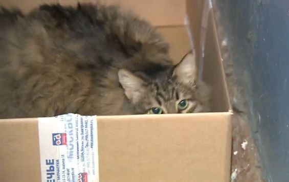 Un gato callejero salva la vida de un bebé abandonado en Rusia
