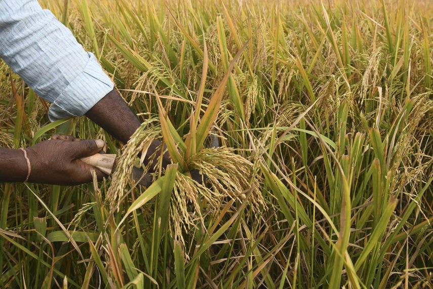 Suficiente Arroz en Panamá