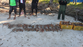 Captura ilegal de langostas en Veraguas.&nbsp;