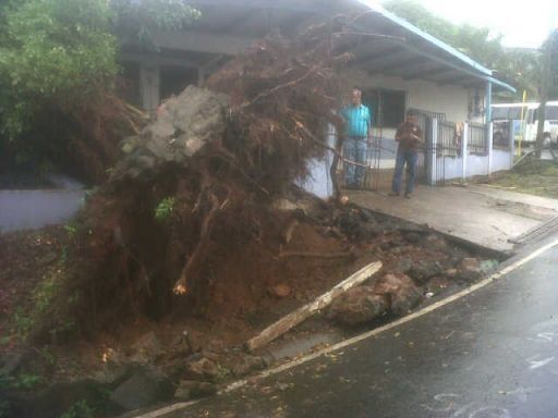 Fuertes vientos derrumban árbol en Mateo Iturralde