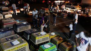 Rescatan a más de 200 perros en Puerto Rico