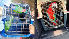 SENAFRONT rescata múltiples especies silvestres y aprehende a un ciudadano en Tortí. SENAFRONT rescata múltiples especies silvestres y aprehende a un ciudadano en Tortí.