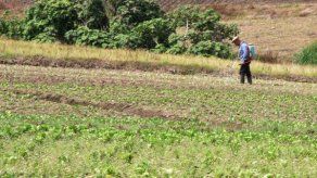 FAO pide desarrollar zonas rurales de Panamá para frenar migración hacia la Ciudad