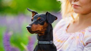 ¿Por qué los perros pequeños son más propensos a ser agresivos?