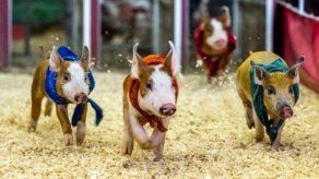 Cerdos compiten en una carrera durante Feria del Condado de Los Ángeles