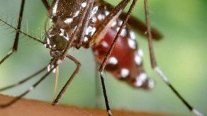Los mosquitos podrían trasladar enfermedades exóticas al Reino Unido