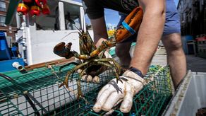 Inicia periodo de Veda de la Langosta del Caribe
