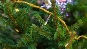 Policía de Guatemala detiene 30 traficantes y 2.472 ramilletes de pinabetes