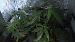 México a un paso de despenalizar marihuana recreativa