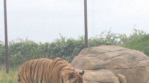 Tigre mata a cuidadora en zoológico al norte de Londres