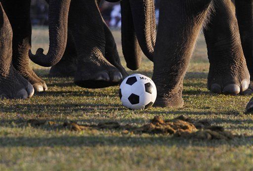 En Nepal, elefantes juegan fútbol y son reinas de belleza