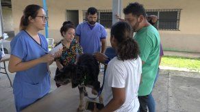 Veterinarios del Buque hospital Comfort atienden mascotas
