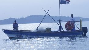 ARAP anuncia veda de camarón&nbsp;