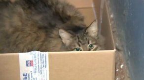 Un gato callejero salva la vida de un bebé abandonado en Rusia