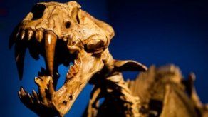 Fósiles al descubierto