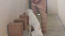 MIDA entrena cachorros.