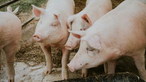 MP ordena suspensión de operaciones de empresas porcinas por contaminación en Los Santos