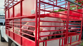 Gobierno compra carde de cerdos para abastecer programas sociales.