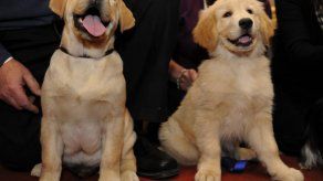 El Labrador Retriever es el líder de la manada