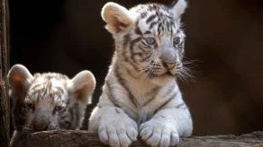 Exhiben en Perú tres nuevos tigres blancos de Bengala nacidos en cautiverio