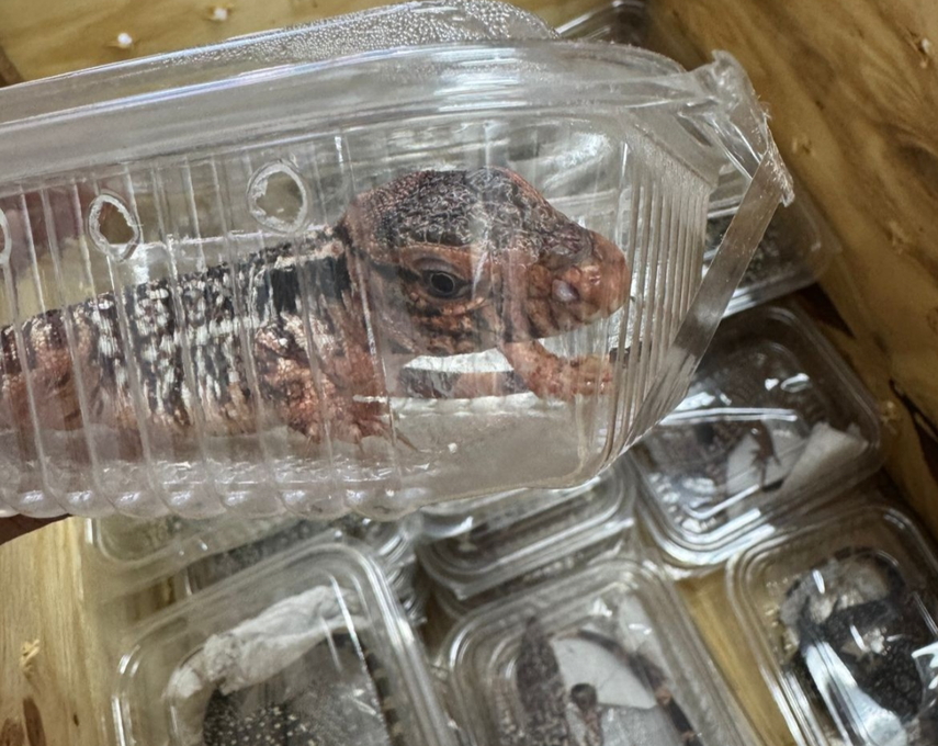 MIDA inspecciona importación de 40 reptiles provenientes de Argentina.