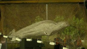 La ballena beluga varada en el río Sena murió durante el rescate