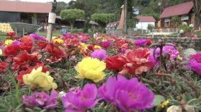 Boquete, exhibición de flores que genera millones