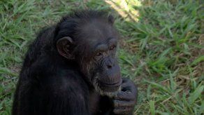 El santuario brasileño de Cecilia
