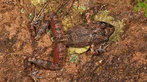 Hallan en Bolivia una nueva especie de rana y estudian subastar su nombre
