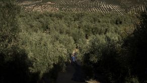 Las altas temperaturas en mayo mataron muchas de las flores en los olivares españoles.&nbsp;