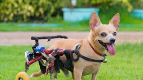 Perro con discapacidad móvil: ¿Cómo cuidarlos?