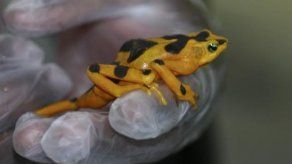 Devastador superhongo amenaza con arrasar a los anfibios en Panamá