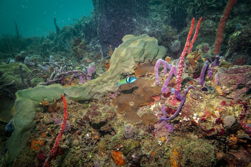 Se crea en Panamá una corriente de amistad marina para salvar a los corales