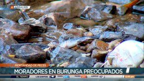 Piden investigar mortandad de peces en Burunga