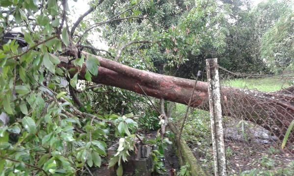 Fuertes lluvias con viento deja árboles caídos y sectores sin luz en Chiriquí