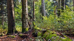 El mundo avanza hacia la meta de restaurar bosques degradados