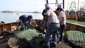 EEUU supervisa el uso del dispositivo que protege tortugas marinas en barcos camaroneros de Panamá