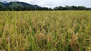 MIDA ha pagado a productores de arroz más de B/. 21 millones durante este ciclo agrícola
