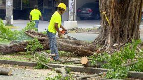 Los ficus no son árboles adecuados para espacios urbanos