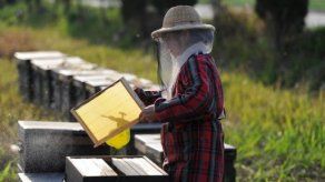 Importaciones chinas en el centro de fraudes en la industria de la miel